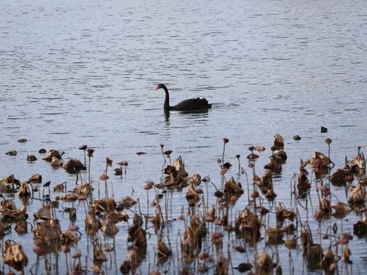 冷庫(kù)工程驗(yàn)收?qǐng)?bào)告范本（冷庫(kù)工程的制冷系統(tǒng)是否具備自動(dòng)化程度高、操作簡(jiǎn)便的特點(diǎn)）