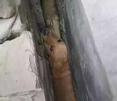 幼兒園抗震加固及改造實(shí)施方案范文(關(guān)于幼兒園抗震加固和改造的問題) 北京鋼結(jié)構(gòu)設(shè)計(jì)問答 幼兒園抗震加固及改造實(shí)施方案范文(關(guān)于幼兒園抗震加固和改造的問題) 北京鋼結(jié)構(gòu)設(shè)計(jì)問答