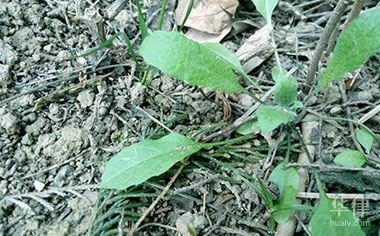 土地使用權(quán)攤銷會計處理案例，土地使用權(quán)攤銷會計處理 行業(yè)新聞 第3張