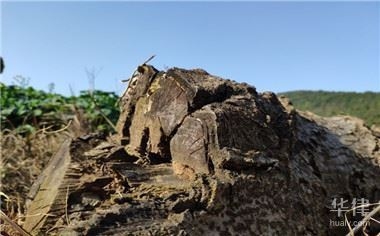 土地使用權(quán)會(huì)計(jì)處理的最新準(zhǔn)則，土地使用權(quán)會(huì)計(jì)處理最新準(zhǔn)則 行業(yè)新聞 第4張