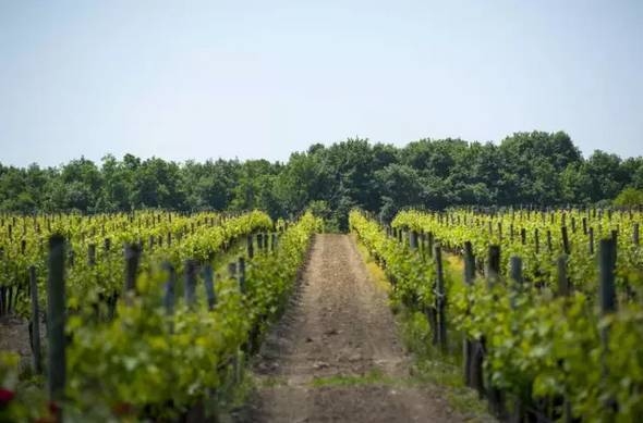 農(nóng)業(yè)建筑環(huán)保措施案例分析，農(nóng)業(yè)建筑環(huán)保措施，典型案例深度剖析