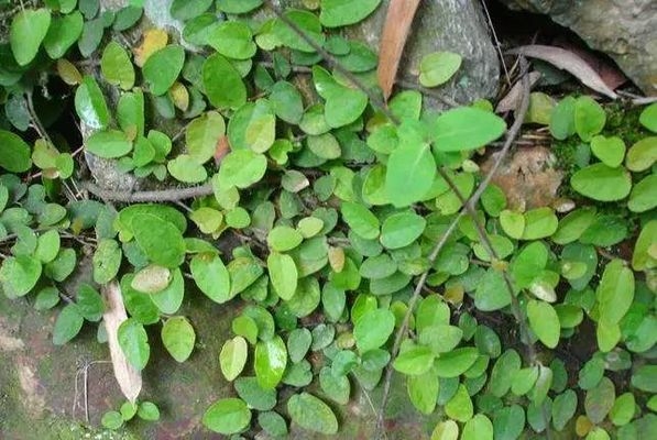 綠化設(shè)計(jì)對(duì)采光的影響，綠化設(shè)計(jì)對(duì)建筑采光的影響分析，綠化設(shè)計(jì)與建筑采光，影響分析與優(yōu)化策略 行業(yè)新聞 第6張