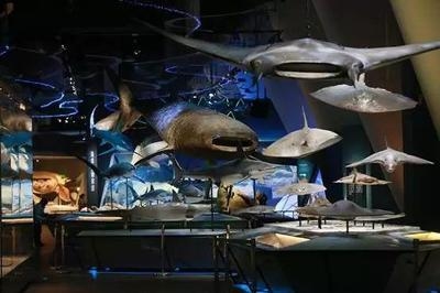 國家博物館加固對游客的影響，博加固，游客參觀之變 行業(yè)新聞 第2張