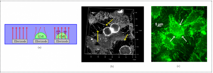 電化學(xué)阻抗譜測(cè)試的應(yīng)用范圍，電化學(xué)阻抗譜測(cè)試，多領(lǐng)域廣泛應(yīng)用 行業(yè)新聞 第2張